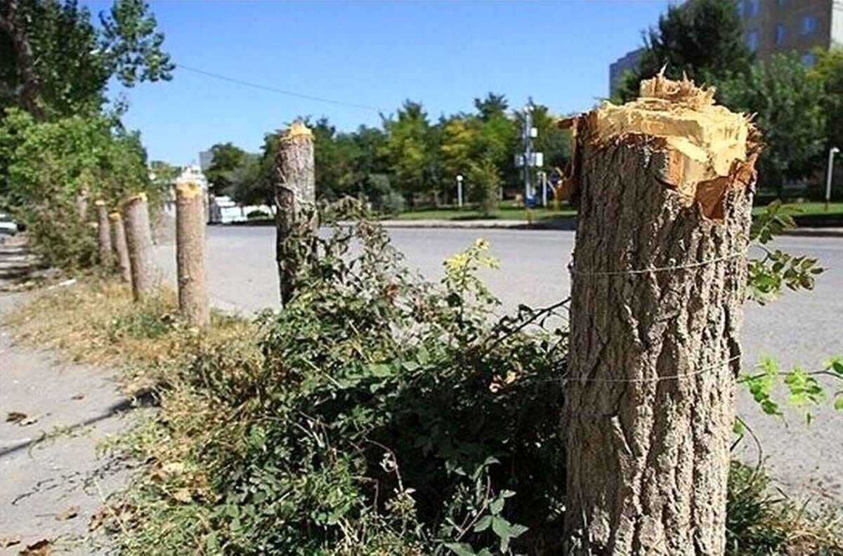 قطع درختان، منبع جدید درآمدزایی در تهران 